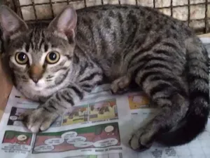 Gato raça Srd idade 2 a 6 meses nome Billy Adotadooooo