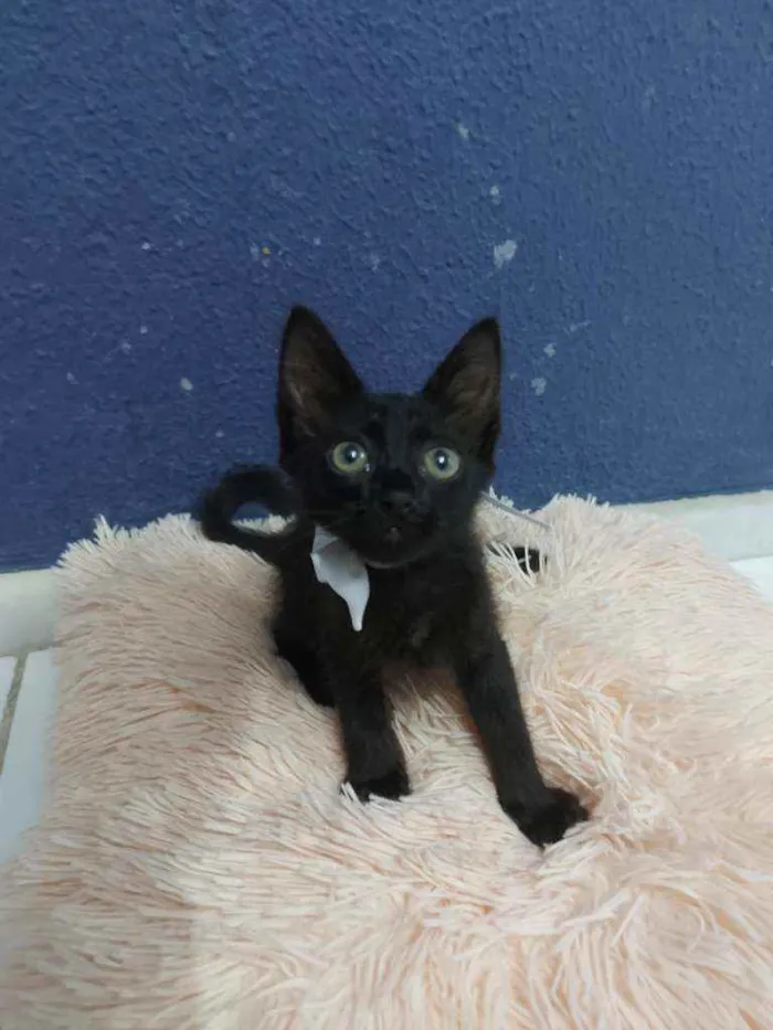 Gato raça Sem raça definida  idade 2 a 6 meses nome Black 