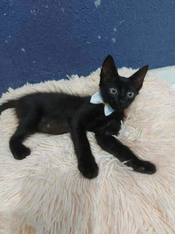 Gato raça Sem raça definida  idade 2 a 6 meses nome Black 