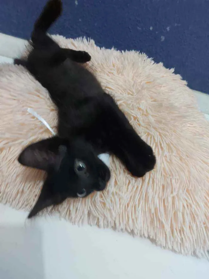 Gato raça Sem raça definida  idade 2 a 6 meses nome Black 
