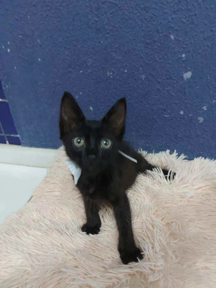 Gato raça Sem raça definida  idade 2 a 6 meses nome Black 