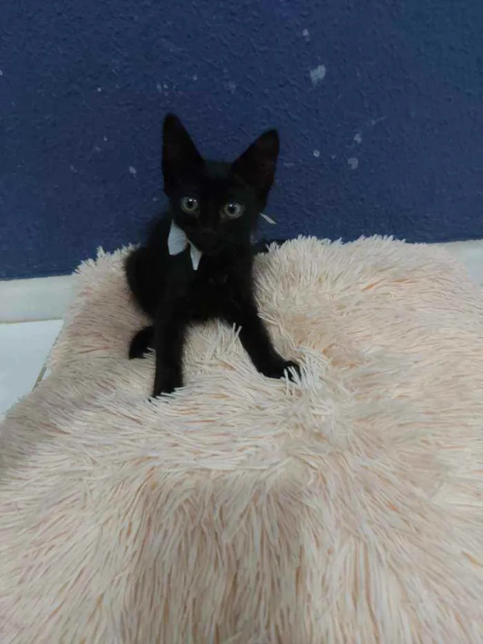 Gato raça Sem raça definida  idade 2 a 6 meses nome Black 