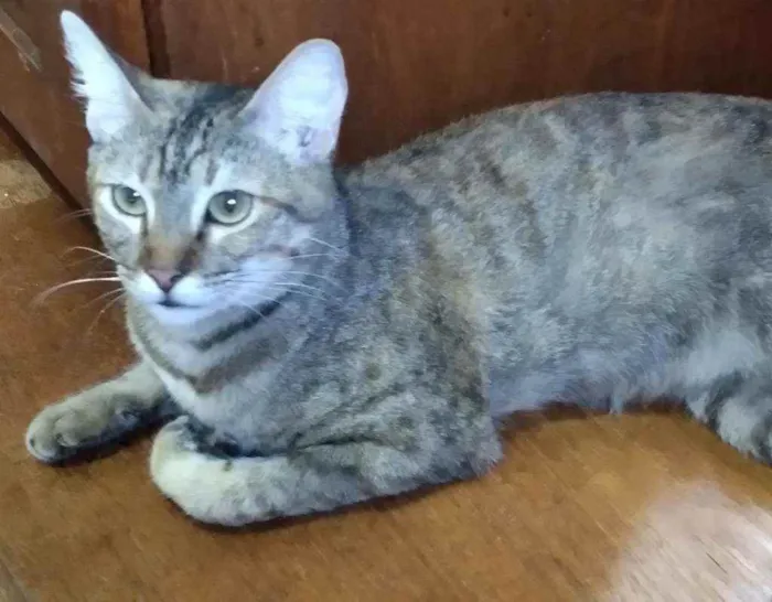 Gato ra a Srd idade 7 a 11 meses nome Vitória, Serena, Dal