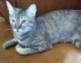 Vitória, Serena, Dal