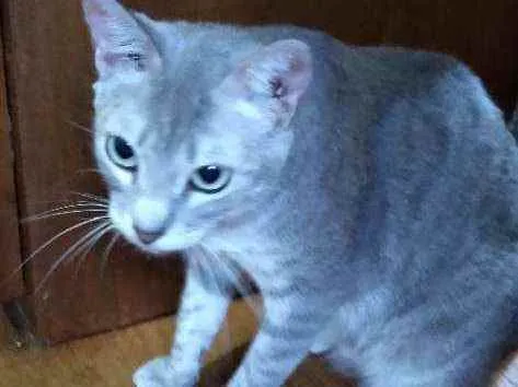 Gato ra a Srd idade 7 a 11 meses nome Vitória, Serena, Dal
