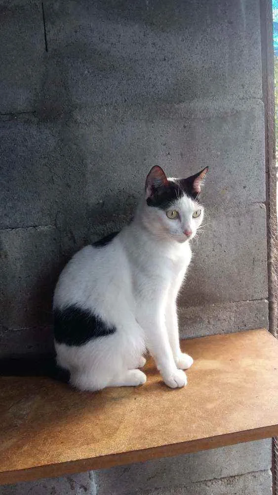 Gato ra a Srd idade 7 a 11 meses nome Vitória, Serena, Dal