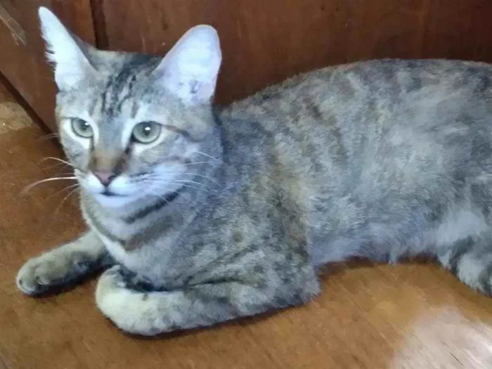 Gato ra a Srd idade 7 a 11 meses nome Vitória, Serena, Dal