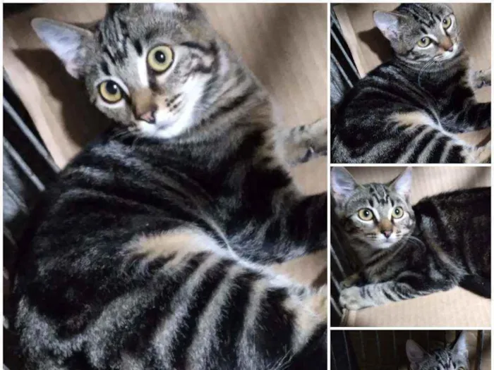 Gato ra a Srd idade 2 a 6 meses nome Mestiça  ADOTADA