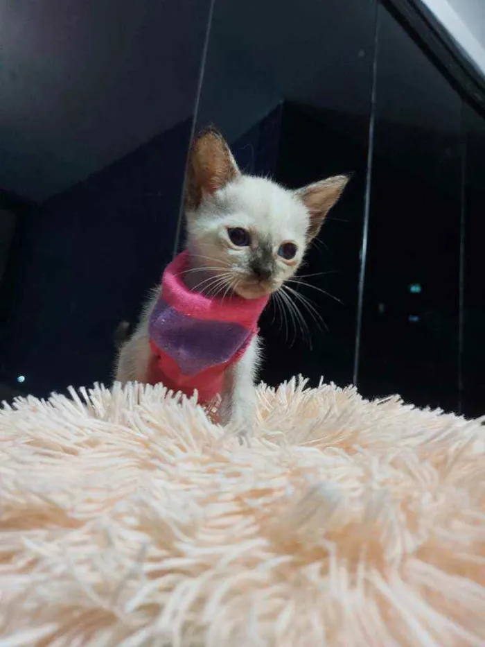 Gato raça Sem raça definida  idade 2 a 6 meses nome Brisa