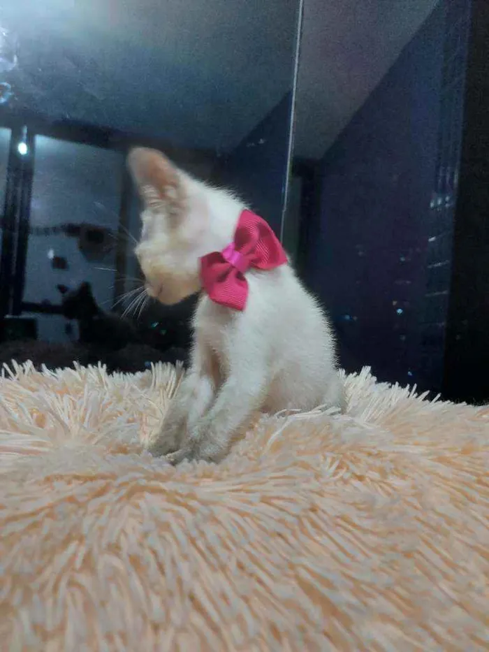 Gato raça Sem raça definida  idade 2 a 6 meses nome Brisa