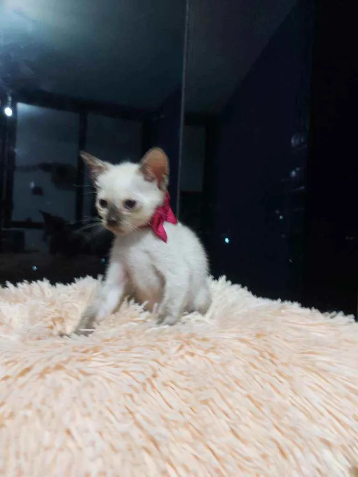 Gato raça Sem raça definida  idade 2 a 6 meses nome Brisa