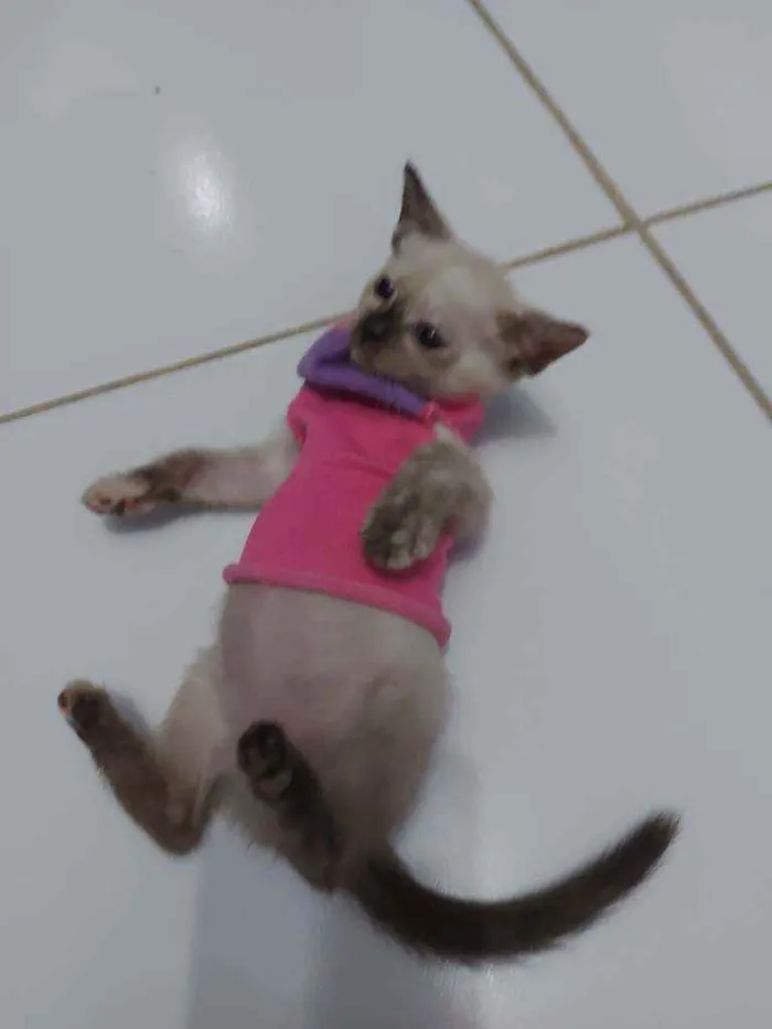 Gato raça Sem raça definida  idade 2 a 6 meses nome Brisa