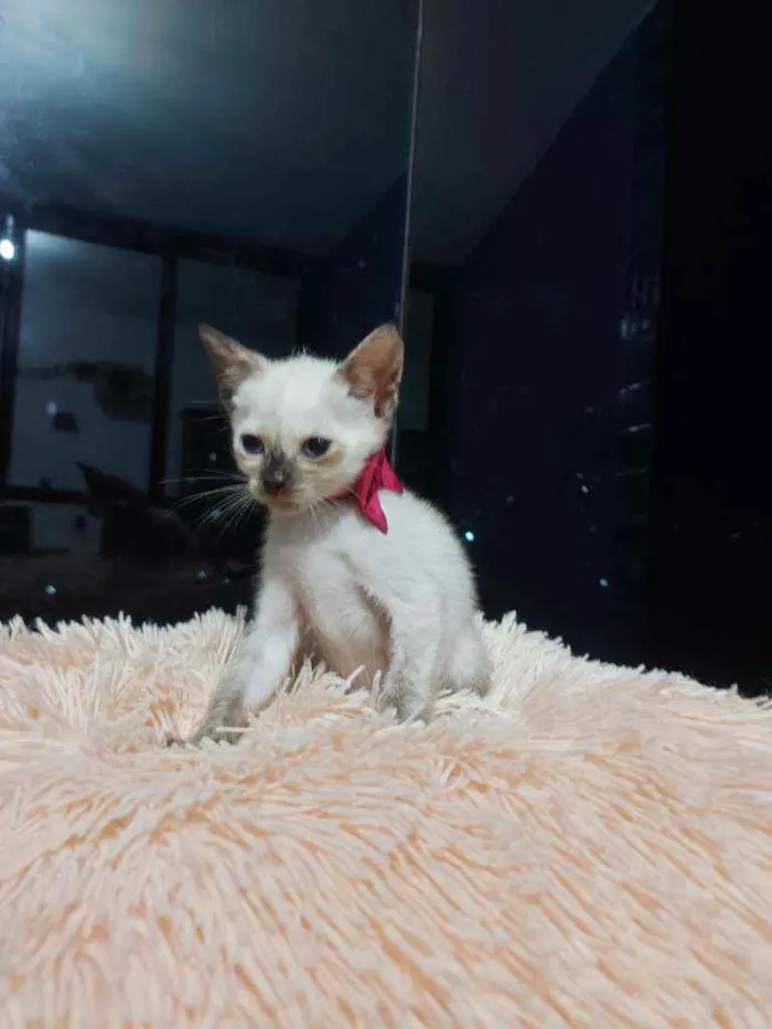 Gato raça Sem raça definida  idade 2 a 6 meses nome Brisa