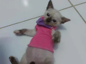 Gato raça Sem raça definida  idade 2 a 6 meses nome Brisa