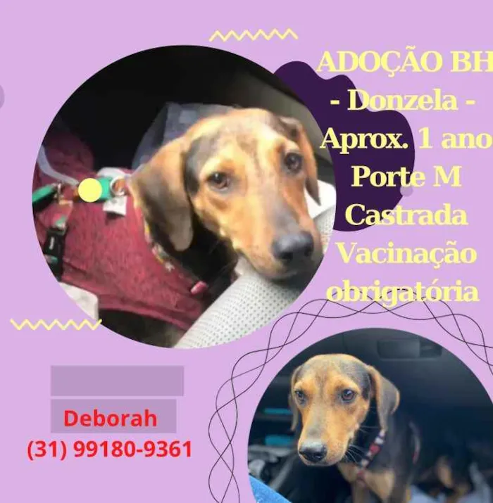 Cachorro raça Srd idade 1 ano nome Donzela