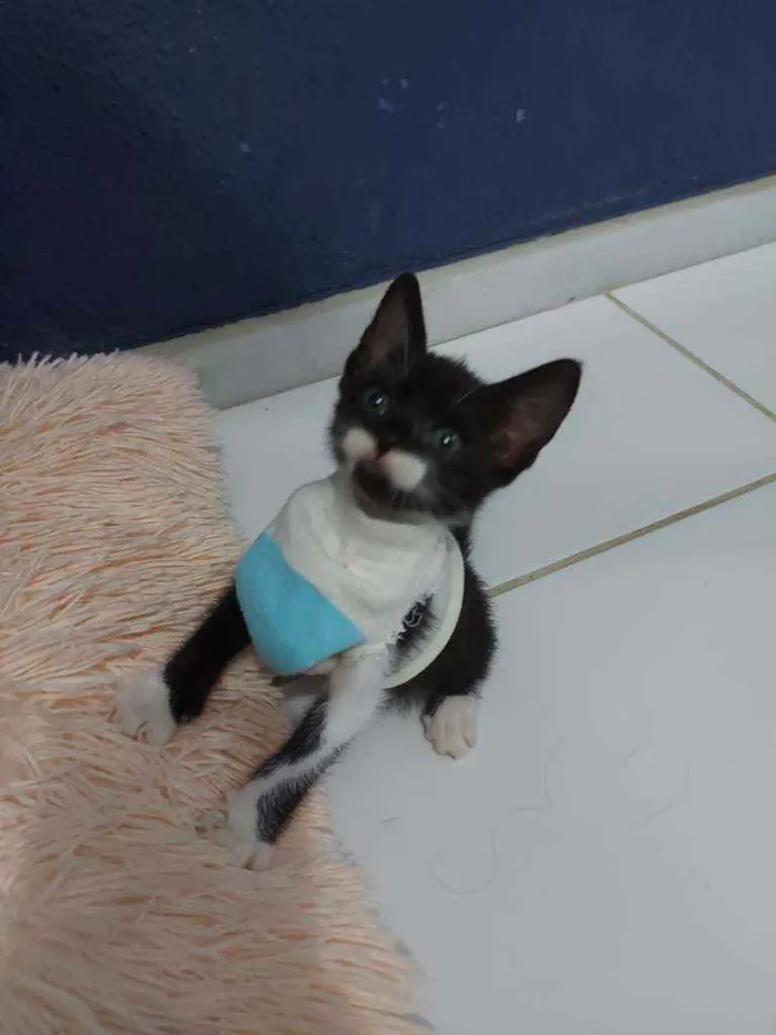 Gato raça Sem raça definida  idade 2 a 6 meses nome Blissa