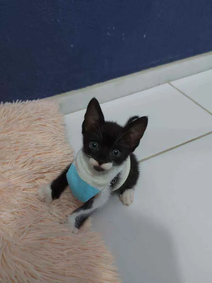 Gato raça Sem raça definida  idade 2 a 6 meses nome Blissa