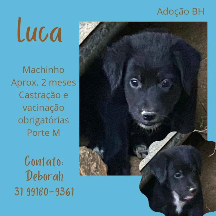 Cachorro raça Srd idade Abaixo de 2 meses nome Luca