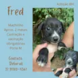 Fred