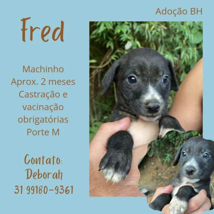 Cachorro raça Srd idade Abaixo de 2 meses nome Fred
