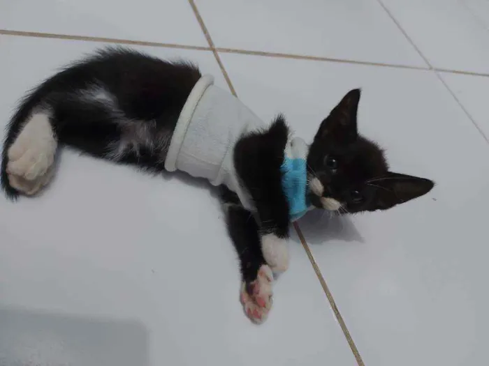 Gato raça Sem raça definida  idade 2 a 6 meses nome Blissa