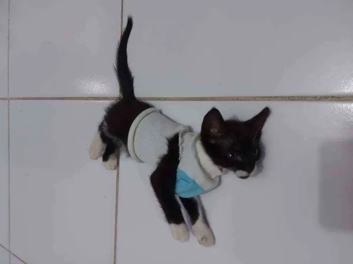 Gato raça Sem raça definida  idade 2 a 6 meses nome Blissa