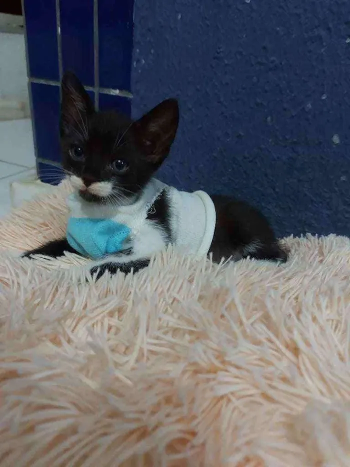 Gato raça Sem raça definida  idade 2 a 6 meses nome Blissa