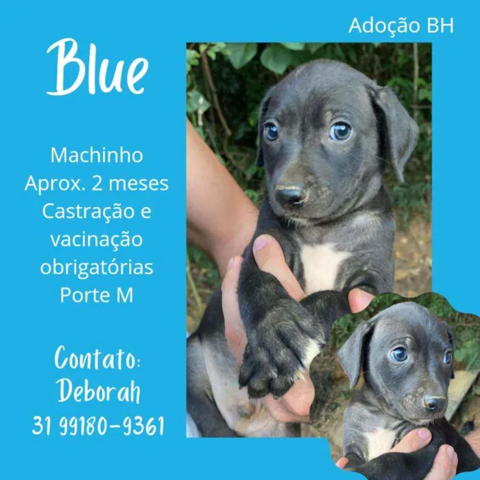 Cachorro raça Srd idade Abaixo de 2 meses nome Blue