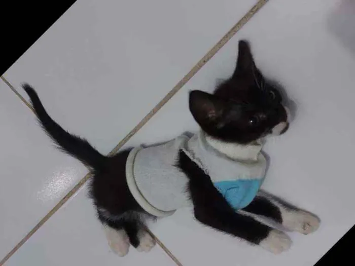 Gato raça Sem raça definida  idade 2 a 6 meses nome Blissa