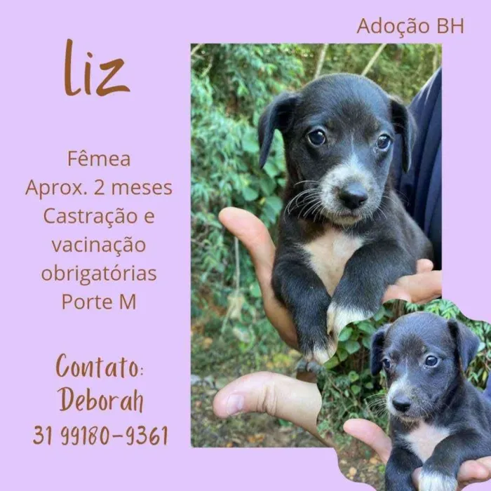 Cachorro raça Srd  idade Abaixo de 2 meses nome Liz