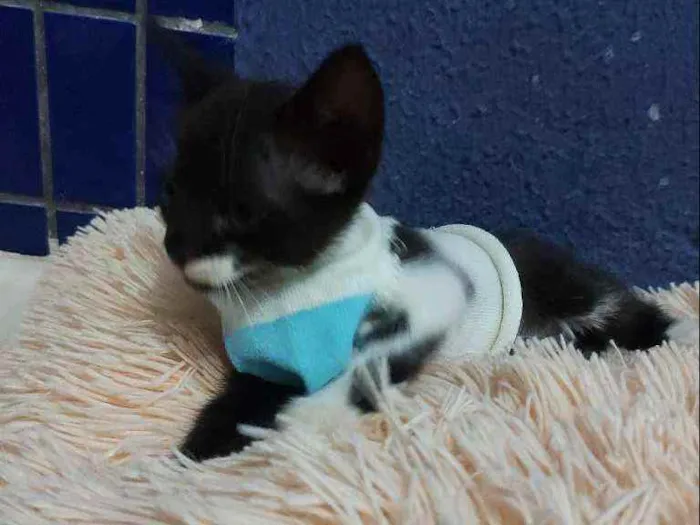 Gato raça Sem raça definida  idade 2 a 6 meses nome Blissa