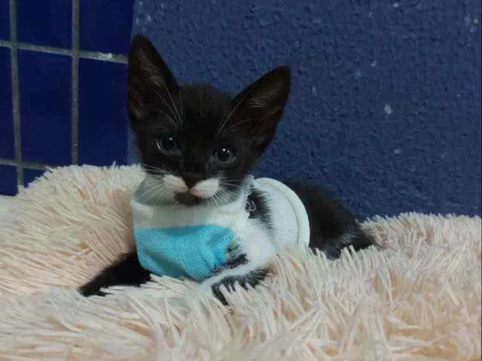 Gato raça Sem raça definida  idade 2 a 6 meses nome Blissa