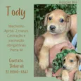 Toddy