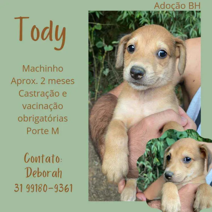 Cachorro raça Srd  idade Abaixo de 2 meses nome Toddy
