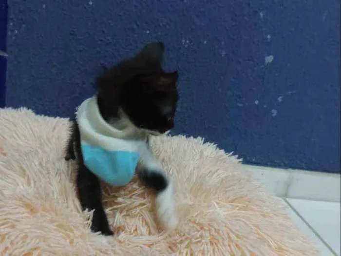 Gato raça Sem raça definida  idade 2 a 6 meses nome Blissa