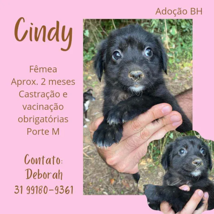 Cachorro raça Srd idade Abaixo de 2 meses nome Cindy