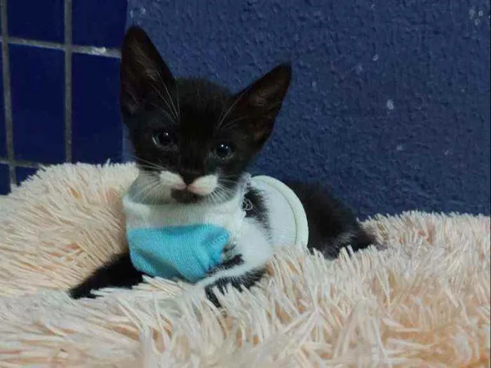 Gato raça Sem raça definida  idade 2 a 6 meses nome Blissa