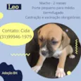Leo