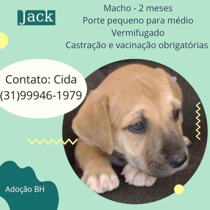 Cachorro raça Srd  idade 2 a 6 meses nome Jack