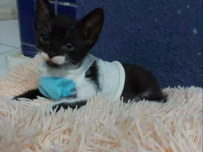 Gato raça Sem raça definida  idade 2 a 6 meses nome Blissa