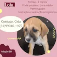 Lola