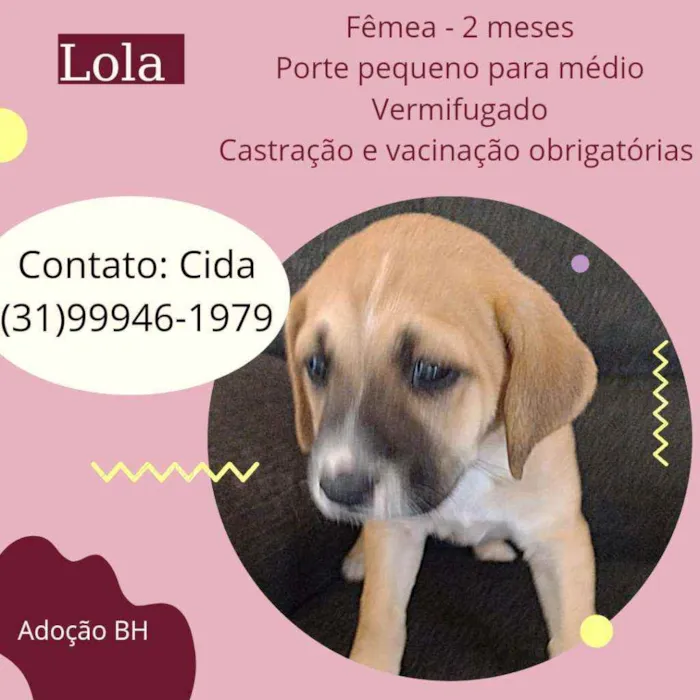 Cachorro raça Srd idade 2 a 6 meses nome Lola