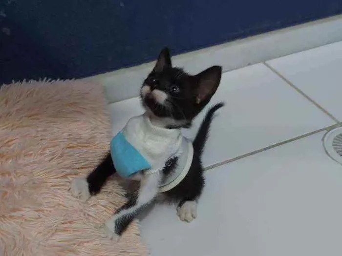 Gato raça Sem raça definida  idade 2 a 6 meses nome Blissa