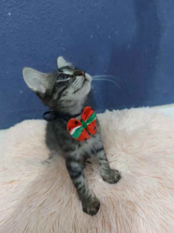 Gato raça Sem raça definida  idade 2 a 6 meses nome Lucki