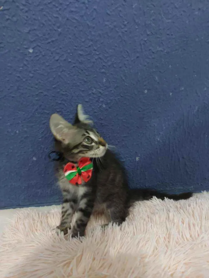 Gato raça Sem raça definida  idade 2 a 6 meses nome Lucki