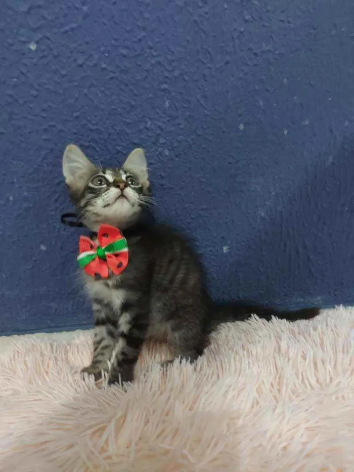 Gato raça Sem raça definida  idade 2 a 6 meses nome Lucki