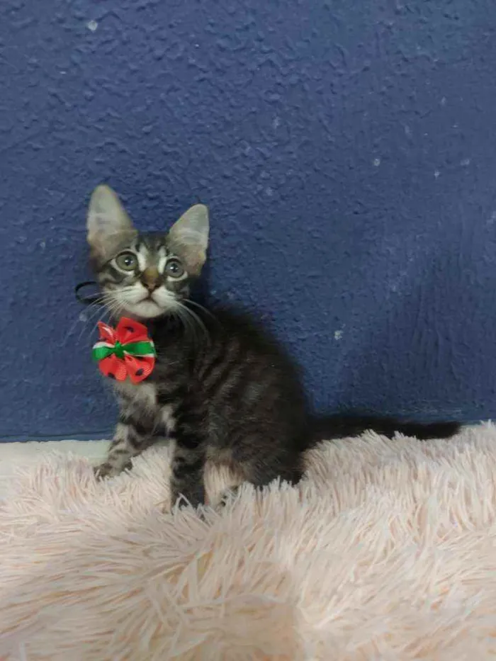 Gato raça Sem raça definida  idade 2 a 6 meses nome Lucki