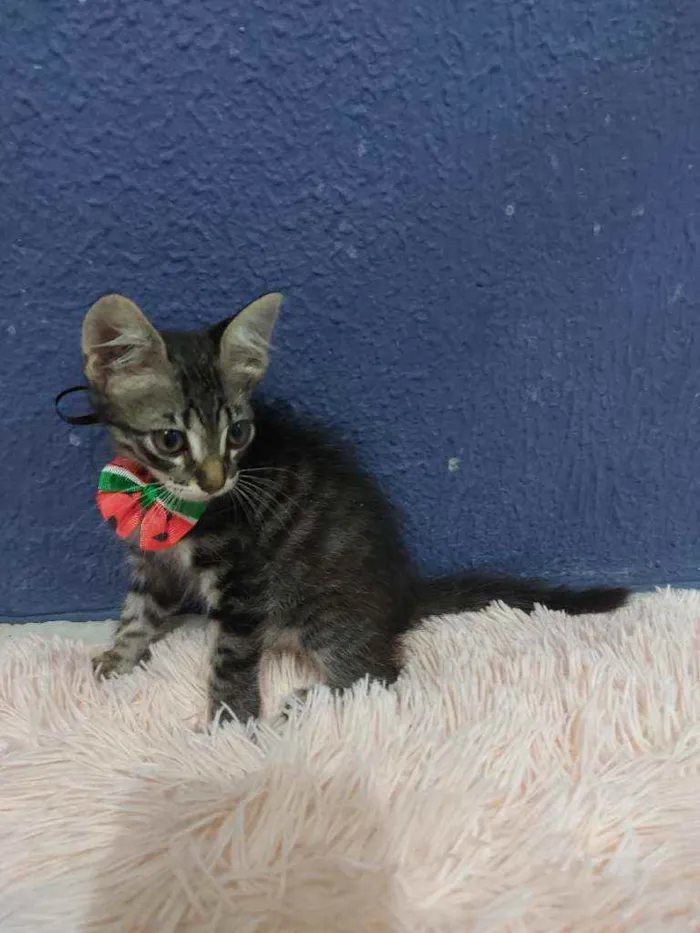 Gato raça Sem raça definida  idade 2 a 6 meses nome Lucki