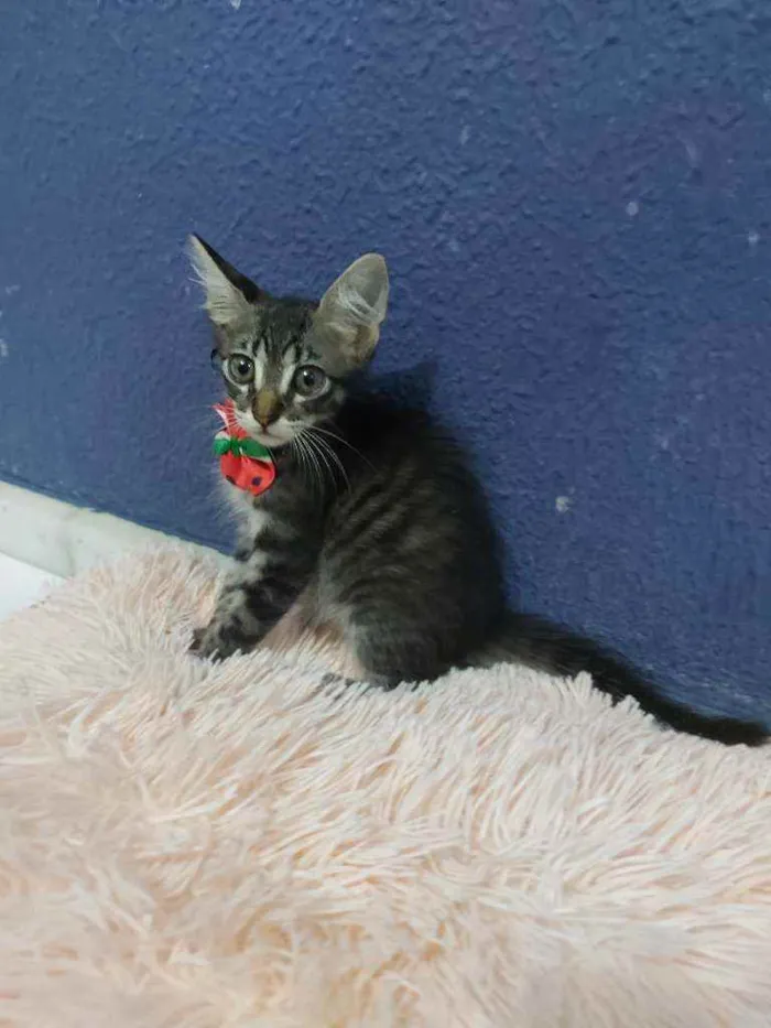 Gato raça Sem raça definida  idade 2 a 6 meses nome Lucki