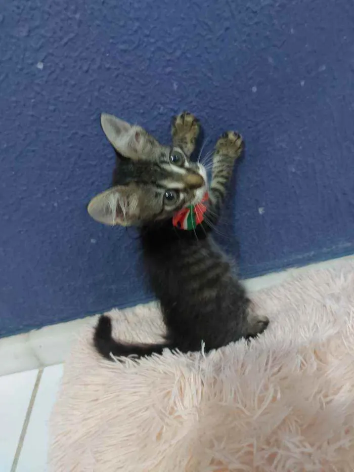 Gato raça Sem raça definida  idade 2 a 6 meses nome Lucki